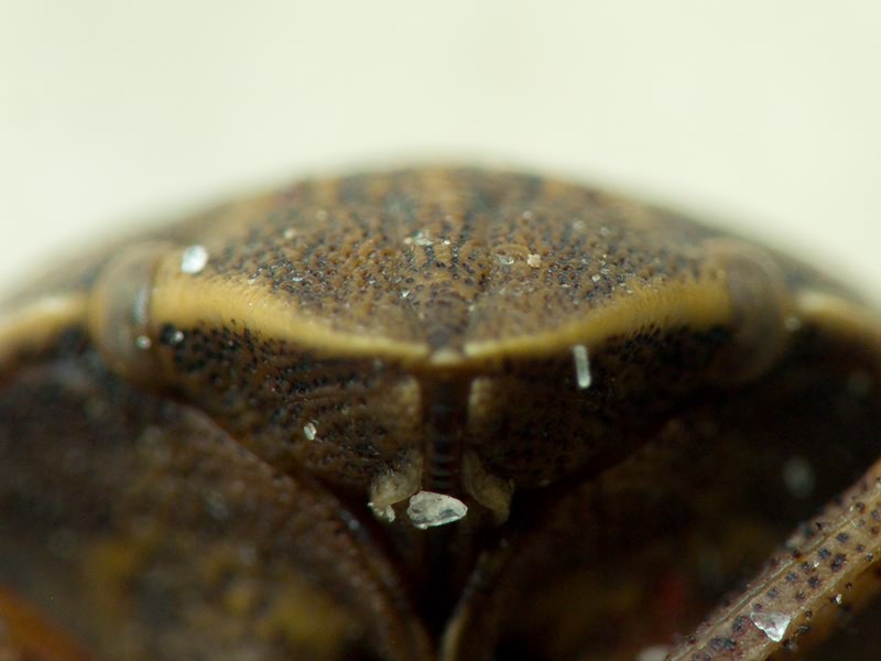 Eurygaster integriceps Puton, 1881